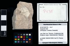 Foto (Objekt + Etikett) von Decapoda indet.  (NHMW-GEO-2014-0194-0135)